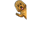Cockapoo chien de côté
