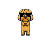Cockapoo Dog