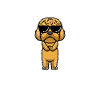 Cockapoo Chien