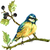 Bunter Vogel