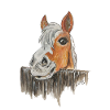 Horse "Knopf"