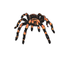 Spider Lover Gifts