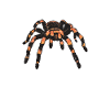 Spider Lover Gifts