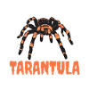 Spider Lover Gifts