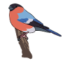 Dompfaff Gimpel Vogel Blutfink