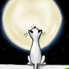 cat on moon