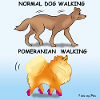 Pomeranianand normal dog walking
