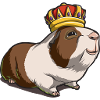 Royal Guinea Pig