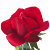 Rose rouge - Aquarelle