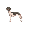 Whippet
