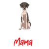 Whippet