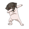 Whippet