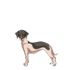 Whippet