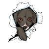 Whippet