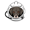 Whippet