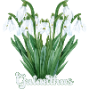 Snowdrop Galanthus