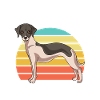 Whippet