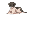 Whippet