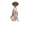 Whippet
