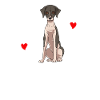 Whippet