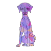Whippet