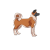 Akita