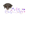 Whippet