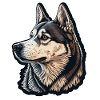 Husky Dog