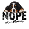 Bernese Mountain Dog