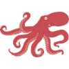 Octopus - squid