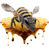 Bee honeycomb
