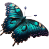 Papillon, chenille, insecte