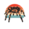 Spider Lover Gifts