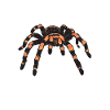 Spider Lover Gifts