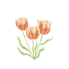 Tulipes drôles