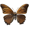 Butterfly I