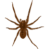 Nosferatu Spinne | Zoropsis spinimana