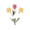 Tulpen Lustig Tulpen