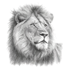 Tête de Lion Tête de Lion Noir et Blanc Dessiné
