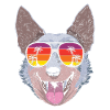 Australian Cattle Dog