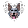 Australian Cattle Dog