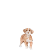 Team chasse
