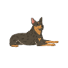 Australian Cattle Dog