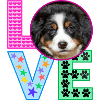 Love Dogs Dog Love