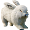 Lapin Angora moelleux