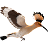 Hoopoe Bird Illustration