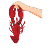 Hummer Lobster