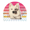 American Eskimo Dog