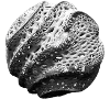 Tissue