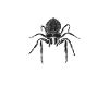 Spider Lover Gifts